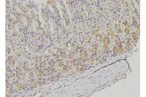 ABIN6277636 at 1/100 staining Human gastric tissue by IHC-P. (PSMF1 antibody  (C-Term))