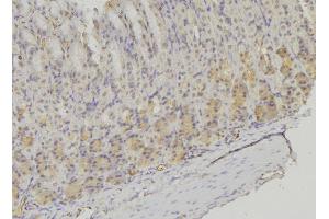 ABIN6277636 at 1/100 staining Human gastric tissue by IHC-P.