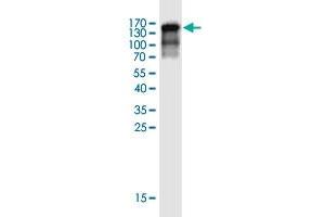 Western Blot detection against Immunogen (120. (FAM35A antibody  (AA 1-835))