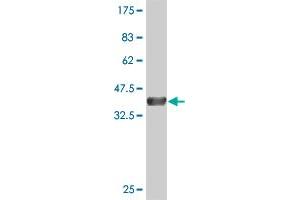 Western Blot detection against Immunogen (37. (LZTFL1 antibody  (AA 200-299))