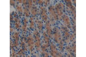 Used in DAB staining on fromalin fixed paraffin- embedded stomach tissue (DTYMK antibody  (AA 43-190))