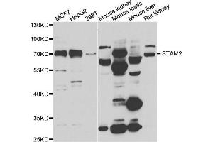 Western blot analysis of extracts of various cell lines, using STAM2 antibody. (STAM2 antibody)