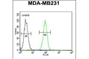 Fascin-3 Antibody (N-term) (ABIN390722 and ABIN2840998) flow cytometric analysis of MDA-M cells (right histogram) compared to a negative control cell (left histogram). (Fascin 3 antibody  (N-Term))