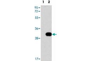 Western blot analysis of NEK7 (arrow) using NEK7 polyclonal antibody .