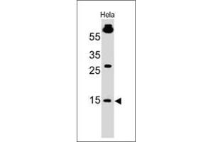 Western Blot of HeLa cell lysate using SUMO1 Mouse Monoclonal Antibody (SM1/495) (SUMO1 antibody)