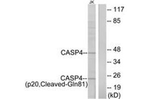 Western blot analysis of extracts from Jurkat cells, using Caspase 4 (p20,Cleaved-Gln81) Antibody. (Caspase 4 antibody  (Cleaved-Gln81))