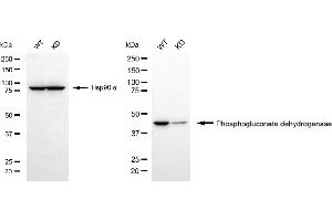 Western blotting analysis using phosphogluconate dehydrogenase antibody (ABIN7799807). (Recombinant PGD antibody)
