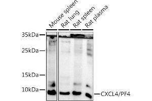 Western blot analysis of extracts of various cell lines, using CXCL4/PF4 antibody (ABIN7269400) at 1:500 dilution.