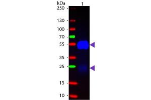 Western blot of Fluorescein conjugated Goat Fab Anti-Rabbit IgG secondary antibody. (Goat anti-Rabbit IgG (Heavy & Light Chain) Antibody (FITC) - Preadsorbed)