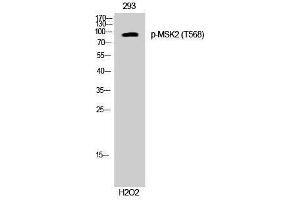 Western Blotting (WB) image for anti-Ribosomal Protein S6 Kinase A4 (RPS6KA4) (pThr568) antibody (ABIN3182672)
