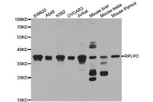 Western blot analysis of extracts of various cell lines, using RPLP0 antibody. (RPLP0 antibody  (AA 1-317))