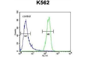 ATP8A2 Antibody (N-term) flow cytometric analysis of K562 cells (right histogram) compared to a negative control cell (left histogram).