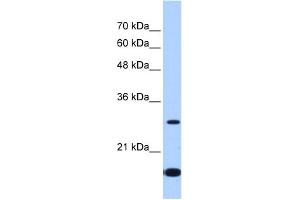 WB Suggested Anti-USE1 Antibody Titration:  2. (UBE2Z antibody  (Middle Region))