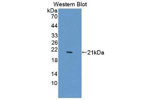 Western blot analysis of the recombinant protein. (PTPN13 antibody  (AA 1-161))
