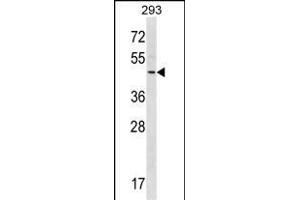 RNF41 anticorps  (C-Term)
