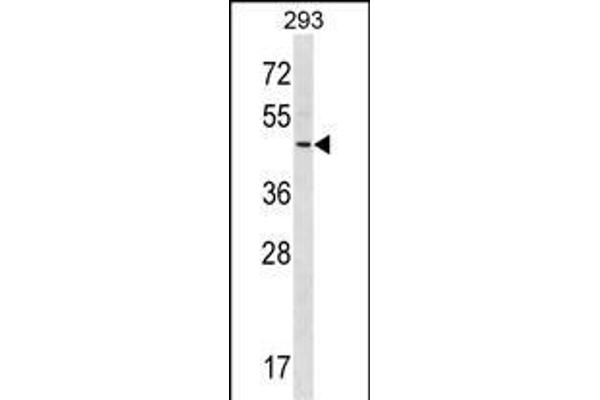 RNF41 anticorps  (C-Term)