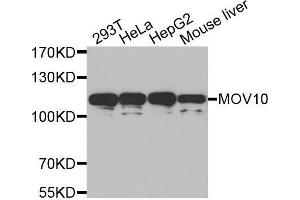 Western blot analysis of extracts of various cell lines, using MOV10 antibody.