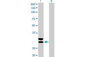 Western Blot analysis of TPSAB1 expression in transfected 293T cell line by TPSAB1 MaxPab polyclonal antibody. (TPSAB1 antibody  (AA 1-275))