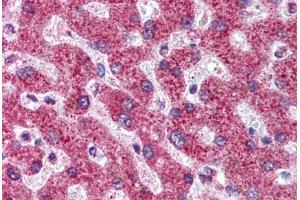 Human Liver (formalin-fixed, paraffin-embedded) stained with TNFRSF11B antibody ABIN296455 at 5 ug/ml followed by biotinylated anti-mouse IgG secondary antibody ABIN481714, alkaline phosphatase-streptavidin and chromogen. (Osteoprotegerin antibody  (AA 20-37))