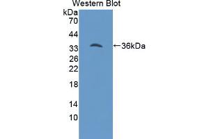Western blot analysis of the recombinant protein. (Hepcidin antibody  (AA 29-82))