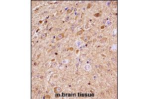 Mouse Nlk Antibody (C-term) ((ABIN657850 and ABIN2846811))immunohistochemistry analysis in formalin fixed and paraffin embedded mouse brain tissue followed by peroxidase conjugation of the secondary antibody and DAB staining.