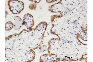 Immunoperoxidase of monoclonal antibody to HPGD on formalin-fixed paraffin-embedded human placenta. (HPGD antibody  (AA 1-266))