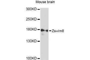 Western blot analysis of extracts of mouse brain, using Zswim8 Antibody (ABIN5999224) at 1:3000 dilution. (Zswim8 antibody)