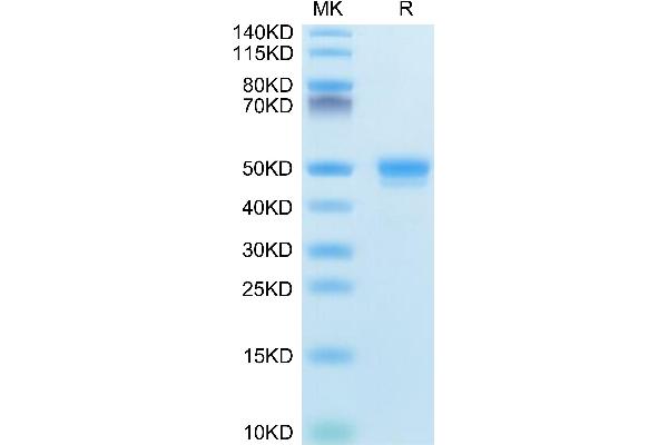 CD48 Protein (CD48) (AA 23-216) (Fc Tag)