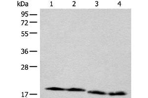 Western blot analysis of TM4 Jurkat NIH/3T3 and RAW264. (CETN3 antibody)