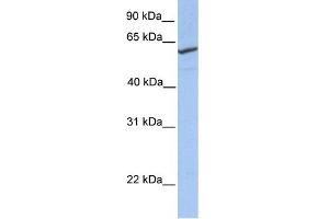 WB Suggested Anti-RFT1 Antibody Titration: 0. (RFT1 antibody  (N-Term))