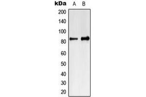 MARK4 antibody  (Center)