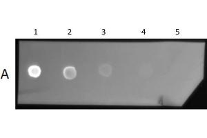 Dot Blot Results of F(ab')2 Goat Anti-Mouse IgG Antibody Texas Red conjugated.
