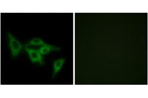 Immunofluorescence analysis of LOVO cells, using OR2I1 Antibody. (OR2I1P antibody  (AA 261-310))