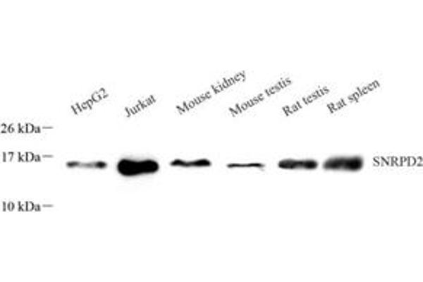 SNRPD2 antibody