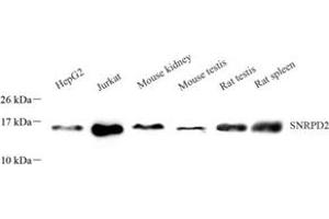 Western blot analysis of SNRPD2 (ABIN7075634) at dilution of 1: 1000 (SNRPD2 antibody)