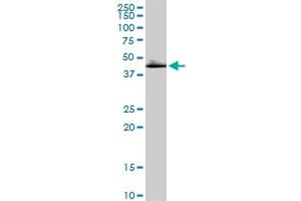 DLST antibody  (AA 1-453)