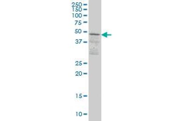 SKAP1 antibody  (AA 1-100)