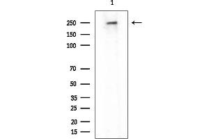 anti-KIAA0100 (KIAA0100) antibody