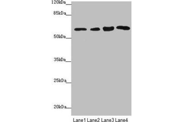 FBXO7 antibody  (AA 353-522)