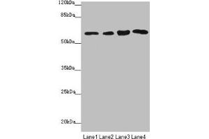 FBXO7 antibody  (AA 353-522)