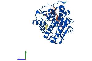 AlphaFold protein structure predicition of Mouse Recombinant Hdac11 Protein, UniprotID Q91WA3 (HDAC11 Protein (AA 1-347) (His tag))