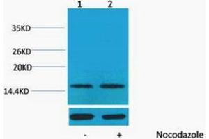 Western Blotting (WB) image for anti-Histone H1 (pThr17) antibody (ABIN3181350) (Histone H1 antibody  (pThr17))