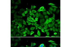 Immunofluorescence analysis of HeLa cells using ANXA1 Polyclonal Antibody (Annexin a1 antibody)