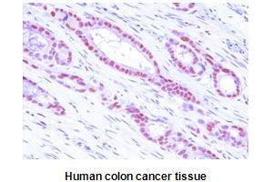 Immunohistochemistry (IHC) image for anti-Methionine Adenosyltransferase II, alpha (MAT2A) (AA 1-395), (N-Term) antibody (ABIN356234) (MAT2A antibody  (N-Term))