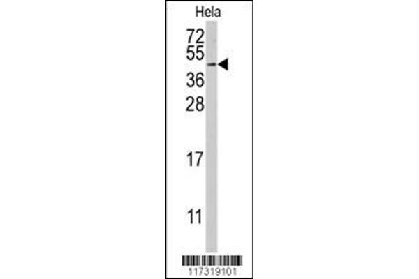 RFC5 antibody  (AA 170-200)