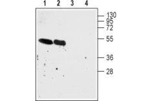 Western blot analysis of rat (lanes 1 and 3) and mouse (lanes 2 and 4) brain cell lysates: - 1,2. (CHRNA7 antibody  (Extracellular, N-Term))