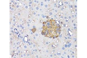 Immunohistochemistry of paraffin-embedded Mouse pancreatic islet using INS Polyclonal Antibody at dilution of 1:50 (40x lens). (Insulin antibody)