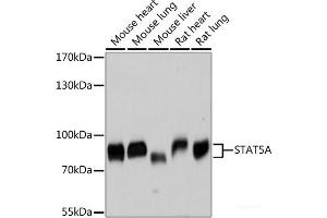 Western blot analysis of extracts of various cell lines using STAT5A Polyclonal Antibody at dilution of 1:3000. (STAT5A antibody)