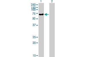 Western Blot analysis of ALPP expression in transfected 293T cell line by ALPP MaxPab polyclonal antibody. (PLAP antibody  (AA 1-535))
