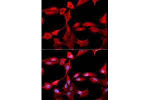 Immunofluorescence analysis of U2OS cells using GCLM antibody. (GCLM antibody  (AA 1-274))